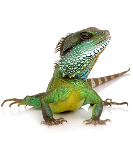 Web Designer Toronto based Flexweb